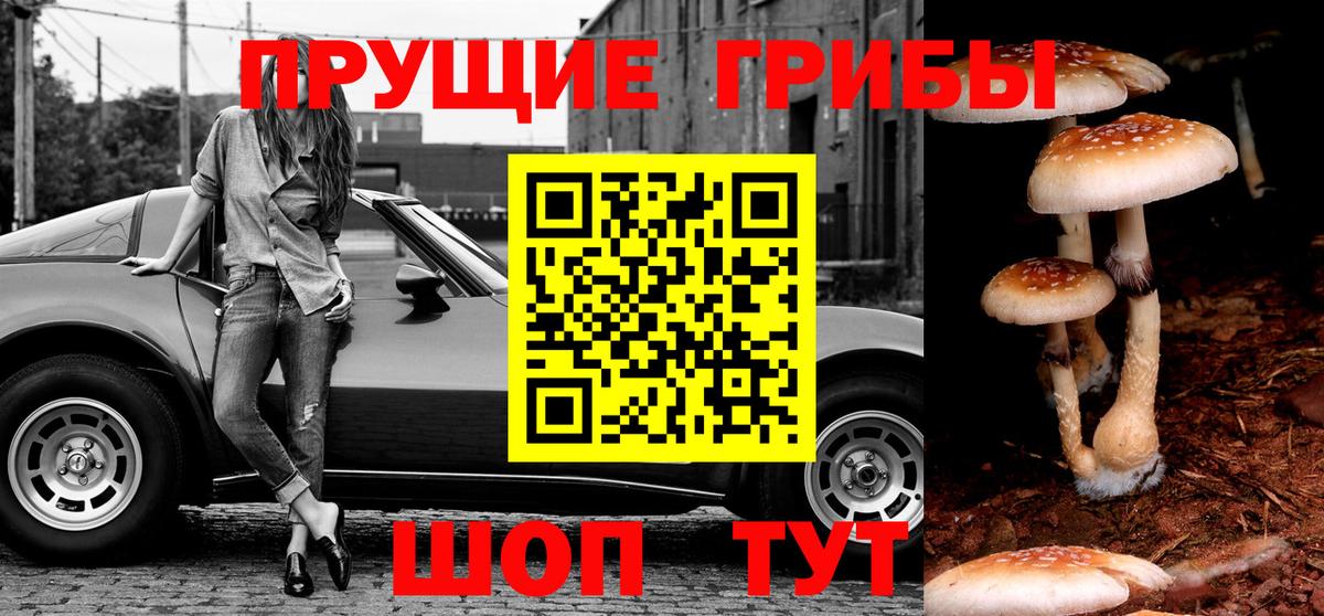 Псилоцибиновые грибы Cubensis Назарово
